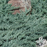 Blue Rug Juniper made by here at Twin Oaks Nursery & Supply