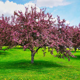 Flowering Robinson Pink Crabapple made by here at Twin Oaks Nursery & Supply