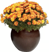 Big Ball Concrete Pot 12" - Tobacco Brown made by Ceramo here at Twin Oaks Nursery & Supply