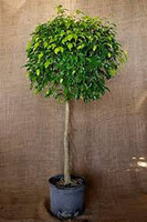 Ficus Benjamina Standard made by here at Twin Oaks Nursery & Supply