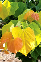 Rise 'N Shine Redbud