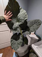 Alocasia - Regal Shields made by here at Twin Oaks Nursery & Supply