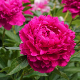 Peony 'Karl Rosenfield'