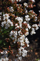 Barista 'Like a Latte' Crape Myrtle