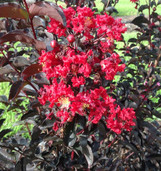 Crape Myrtle 'Ebony Fire'