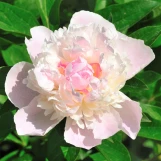 Peony 'Shirley Temple' made by here at Twin Oaks Nursery & Supply