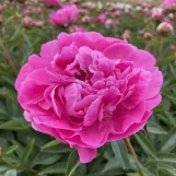 Peony 'Dr. Alexander Fleming' made by here at Twin Oaks Nursery & Supply
