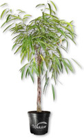Ficus - Alii Braid made by here at Twin Oaks Nursery & Supply
