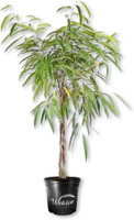  Vend Uncategorized Twin Oaks Nursery & Supply
