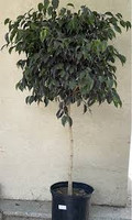 Ficus Midnight Standard made by here at Twin Oaks Nursery & Supply
