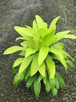 Dracaena Limelight - 8 Inch made by here at Twin Oaks Nursery & Supply