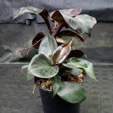 Philodendron Red Heart made by here at Twin Oaks Nursery & Supply