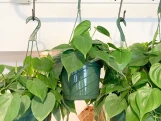 Philodendron Cordatum made by here at Twin Oaks Nursery & Supply