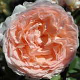 Rose Parfuma Bliss Hybrid Tea Rose made by here at Twin Oaks Nursery & Supply