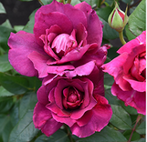 Rose Intrigue Floribunda Rose