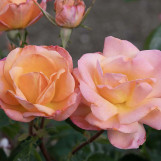 Rose Bright and Shiny Floribunda Rose
