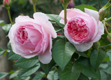 Rose Scentuous Rose made by here at Twin Oaks Nursery & Supply