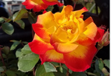 Rose Sunset Horizon Rose made by here at Twin Oaks Nursery & Supply