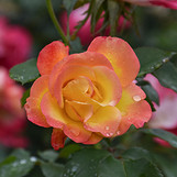 Rose Sunset Horizon Rose