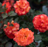 Rose Gingersnap Floribunda Rose made by here at Twin Oaks Nursery & Supply