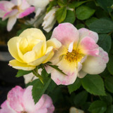 Rose Peach Lemonade Rose