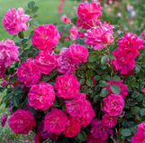 Rose Highwire Flyer Climbing Rose