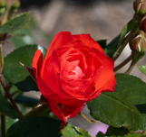 Rose Brick House Orange Rose made by here at Twin Oaks Nursery & Supply