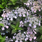 Tiny Tuff Stuff Hydrangea