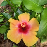 Social Butterfly Hollywood Tropical Hibiscus
