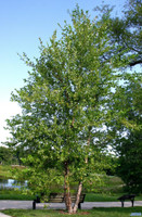 River Birch made by here at Twin Oaks Nursery & Supply