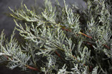  Vend Uncategorized Twin Oaks Nursery & Supply