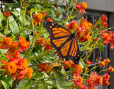 Mexican Flame Vine - 1 Gallon made by here at Twin Oaks Nursery & Supply