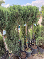 Blue Point Juniper Patio Tree