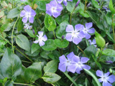 Vinca Major made by here at Twin Oaks Nursery & Supply