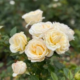 Rose Bloomable Top Cream made by here at Twin Oaks Nursery & Supply
