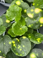 Firefly Leopard Plant made by here at Twin Oaks Nursery & Supply