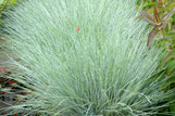 Cool as Ice Fescue made by here at Twin Oaks Nursery & Supply
