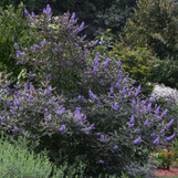 Shoal Creek Vitex made by here at Twin Oaks Nursery & Supply