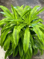  Vend Uncategorized Twin Oaks Nursery & Supply