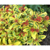 Lime Sizzler Firebush