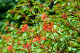 Lime Sizzler Firebush