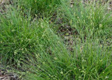  Vend Uncategorized Twin Oaks Nursery & Supply