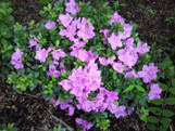  Vend Uncategorized Twin Oaks Nursery & Supply