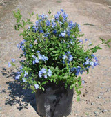  Vend Uncategorized Twin Oaks Nursery & Supply
