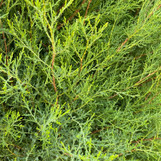 Eastern Red Cedar made by here at Twin Oaks Nursery & Supply