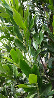 Cherry Laurel is here at Twin Oaks Nursery & Supply in Denison & Sherman Tx Cherry Laurel is here at Twin Oaks Nursery & Supply in Denison & Sherman Tx