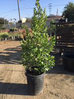 Cherry Laurel Cherry Laurel