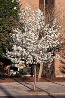 Cleveland Select Pear