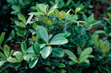 Bigfoot Cleyera made by here at Twin Oaks Nursery & Supply