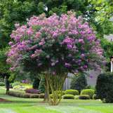 Crape Myrtle 'Muskogee'
